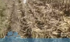 一家人掰2小时玉米后发现不是自家地 !直言:都是街坊邻居,装好后才去自家地 !