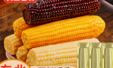 香甜软糯唇齿留香！东北黄糯玉米8根到手价15.9元